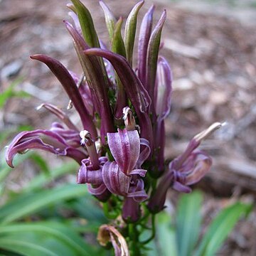 Lobelia niihauensis unspecified picture