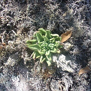 Echeveria bifida unspecified picture