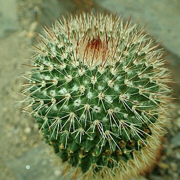 Mammillaria crassior unspecified picture