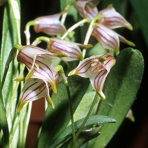 Masdevallia tubuliflora unspecified picture