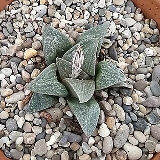 Haworthia pygmaea var. fusca unspecified picture