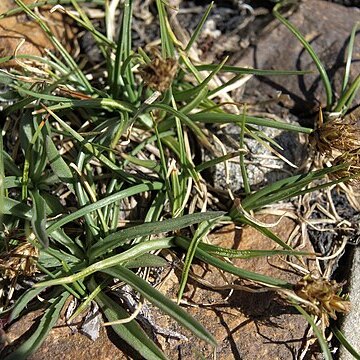 Carex incurviformis unspecified picture