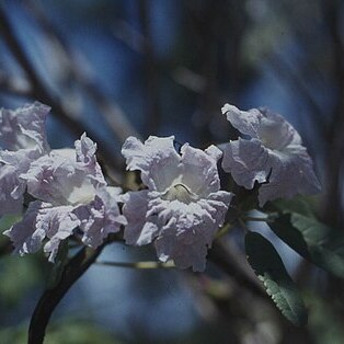 Tabebuia bahamensis unspecified picture