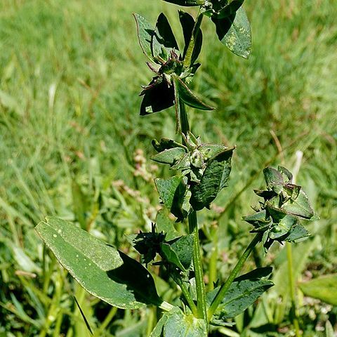 Atriplex longipes unspecified picture