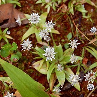 Eriocaulon stellulatum unspecified picture