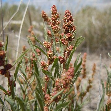 Atriplex falcata unspecified picture