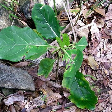 Atractocarpus stipularis unspecified picture