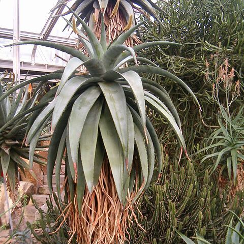 Aloe candelabrum unspecified picture