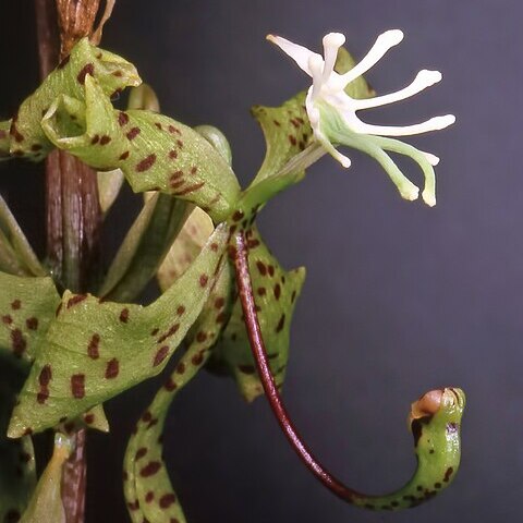 Cycnoches egertonianum var. egertonianum unspecified picture