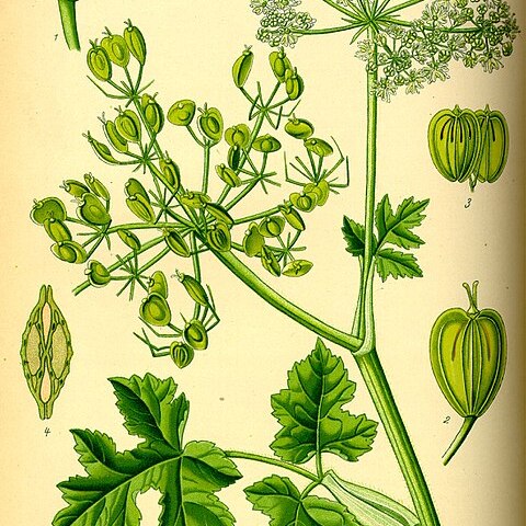 Heracleum persicum unspecified picture