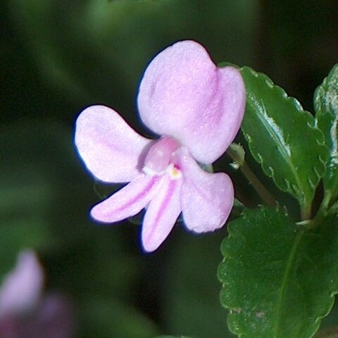 Impatiens pseudoviola unspecified picture