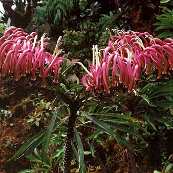 Trematolobelia unspecified picture