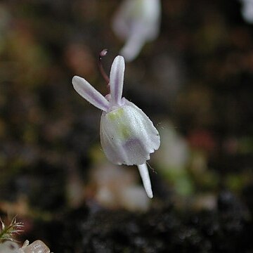 Utricularia sandersonii unspecified picture