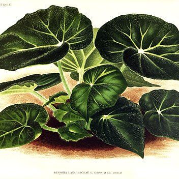 Begonia lansbergeae unspecified picture