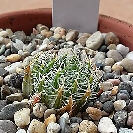 Haworthia arachnoidea var. scabrispina unspecified picture