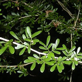 Archidendropsis unspecified picture