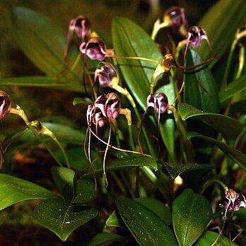 Masdevallia hieroglyphica unspecified picture