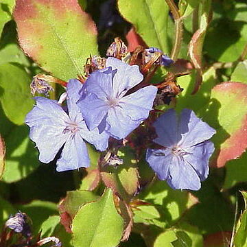 Ceratostigma unspecified picture