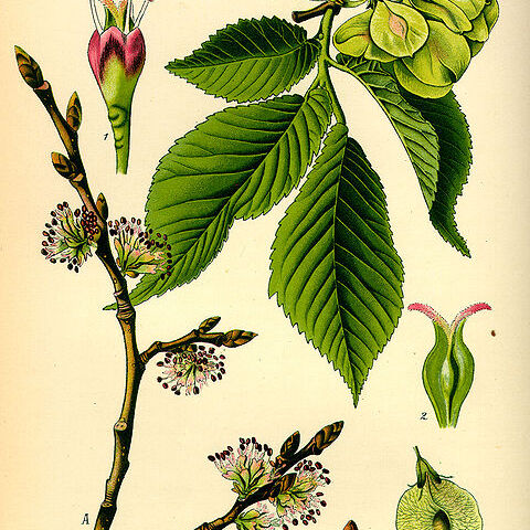 Ulmus unspecified picture