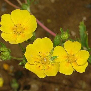 Potentilla delphinensis unspecified picture