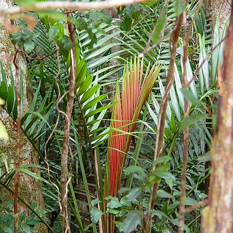 Laccospadix australasicus unspecified picture