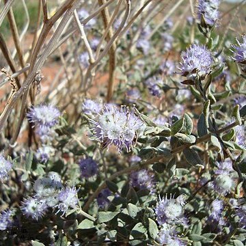 Newcastelia cephalantha unspecified picture