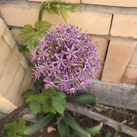 Allium haemanthoides unspecified picture