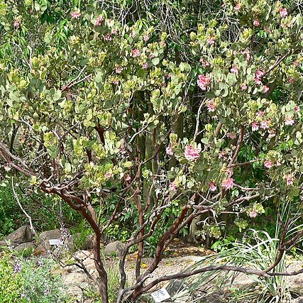 Arctostaphylos pringlei subsp. drupacea unspecified picture