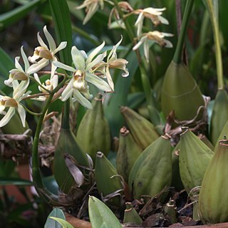 Coelogyne trinervis unspecified picture