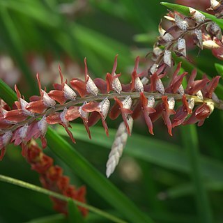 Dendrochilum arachnites unspecified picture