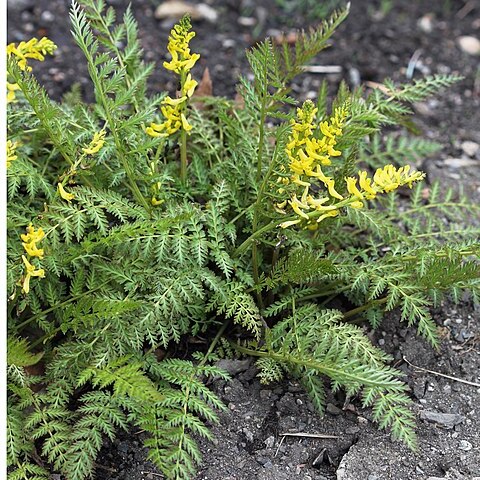 Corydalis heterocarpa unspecified picture