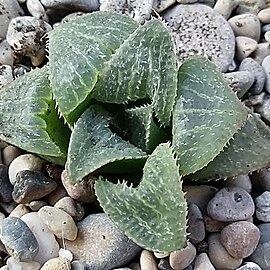 Haworthia emelyae var. major unspecified picture