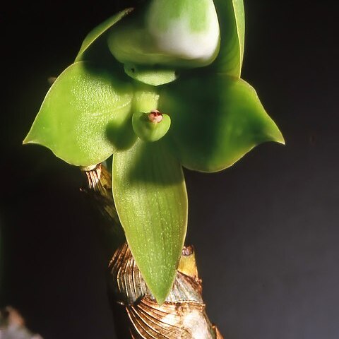 Cycnoches egertonianum var. egertonianum unspecified picture