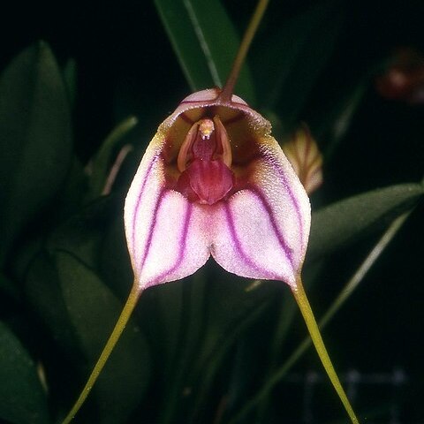 Masdevallia yungasensis unspecified picture