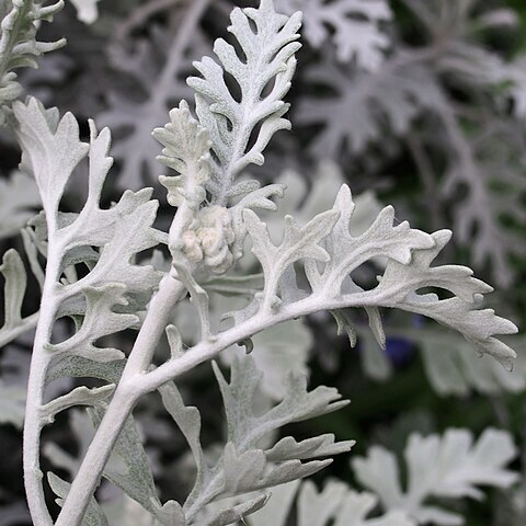 Jacobaea maritima subsp. bicolor unspecified picture