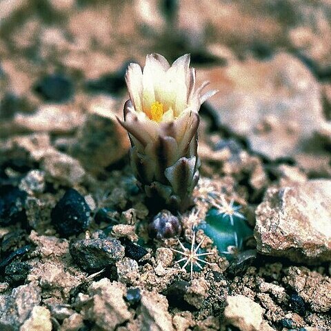 Sclerocactus mesae-verdae unspecified picture