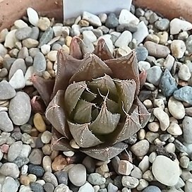 Haworthia cooperi var. leightonii unspecified picture