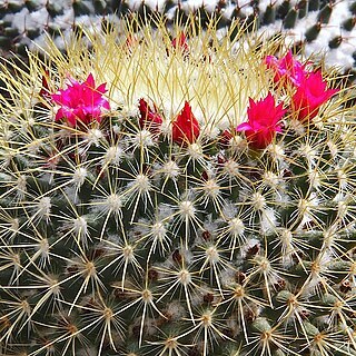 Mammillaria rhodantha unspecified picture