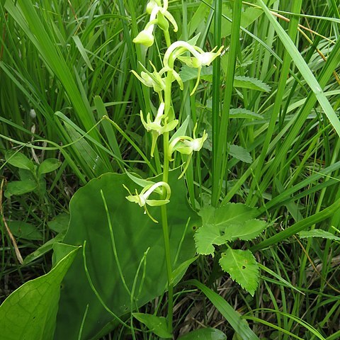 Platanthera mandarinorum unspecified picture