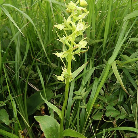 Platanthera oreades unspecified picture