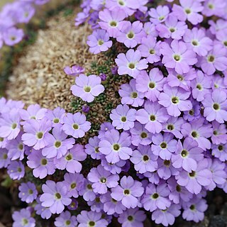 Dionysia zschummelii unspecified picture