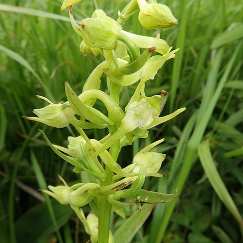 Platanthera mandarinorum unspecified picture