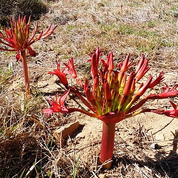 Brunsvigia orientalis unspecified picture