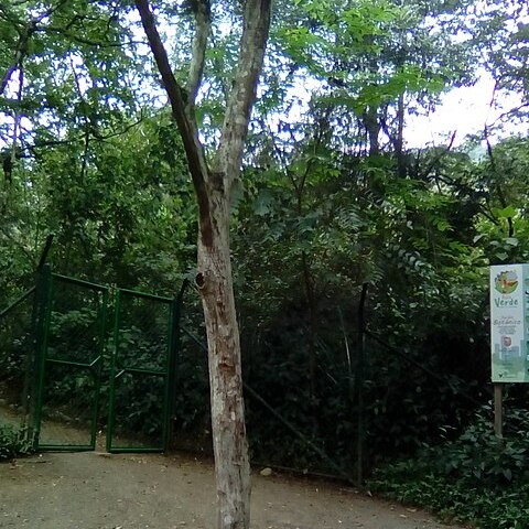 Calliandra pittieri unspecified picture