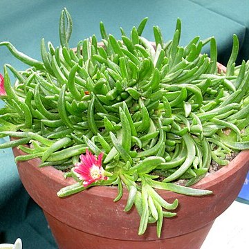 Delosperma dyeri unspecified picture