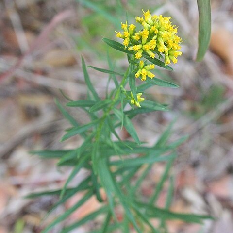 Euthamia leptocephala unspecified picture