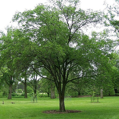 Ulmus macrocarpa unspecified picture