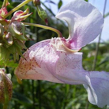 Balsaminaceae unspecified picture