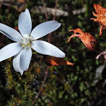 Drosera heterophylla unspecified picture