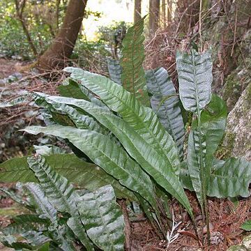 Neocheiropteris unspecified picture